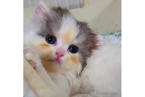 成約済の愛知県のミヌエット-85918の2枚目