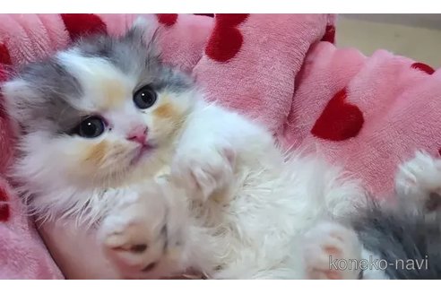 成約済の愛知県のミヌエット-85918