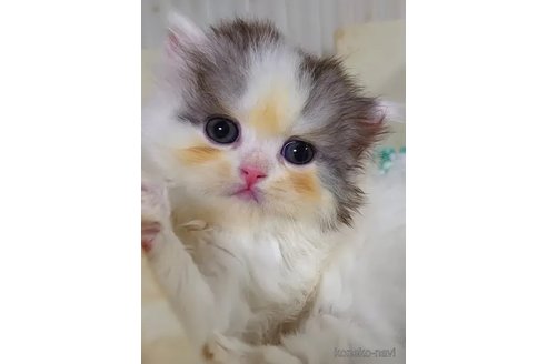 成約済の愛知県のミヌエット-85918の3枚目