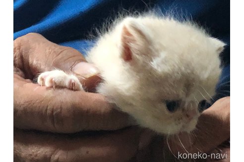 成約済の三重県のエキゾチックショートヘア-85920の9枚目