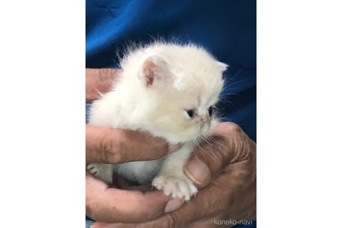 成約済の三重県のエキゾチックショートヘア-85920の10枚目