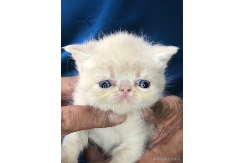 成約済の三重県のエキゾチックショートヘア-85920の11枚目