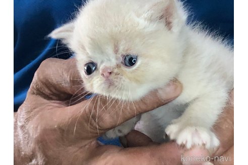 成約済の三重県のエキゾチックショートヘア-85920の13枚目