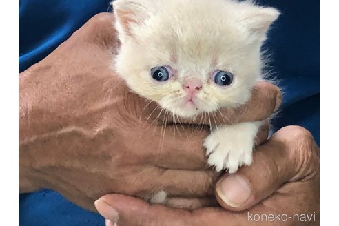 成約済の三重県のエキゾチックショートヘア-85920の3枚目