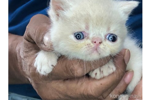 成約済の三重県のエキゾチックショートヘア-85920の4枚目