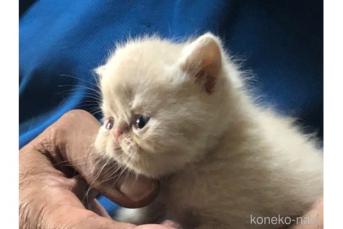 成約済の三重県のエキゾチックショートヘア-85920の6枚目