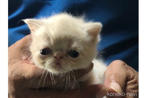 成約済の三重県のエキゾチックショートヘア-85920の8枚目