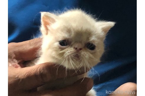 成約済の三重県のエキゾチックショートヘア-85920の2枚目