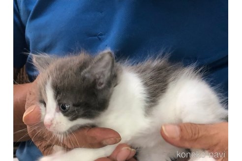 成約済の三重県のメインクーン-85924の10枚目