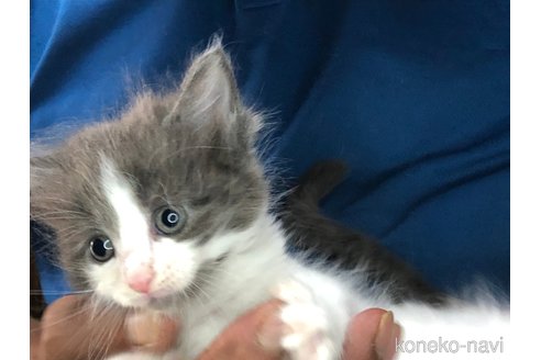 成約済の三重県のメインクーン-85924の4枚目