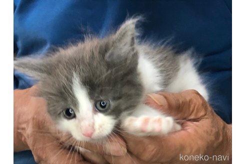 成約済の三重県のメインクーン-85924の6枚目