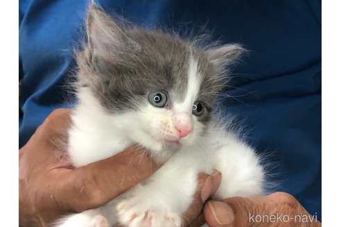 成約済の三重県のメインクーン-85924の7枚目