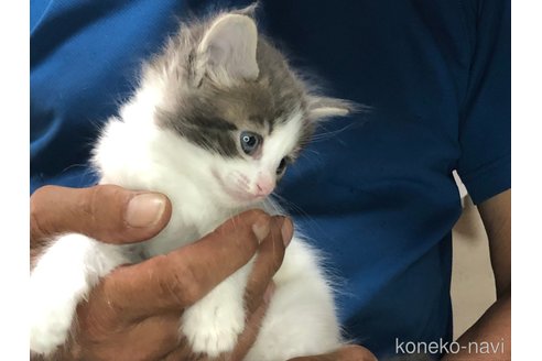 成約済の三重県のメインクーン-85925の8枚目