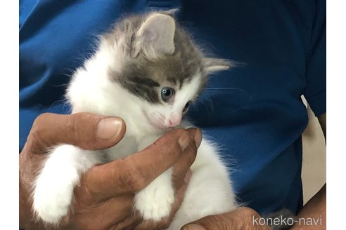 成約済の三重県のメインクーン-85925の10枚目