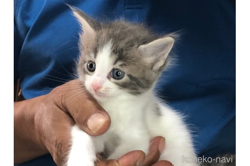 成約済の三重県のメインクーン-85925の11枚目