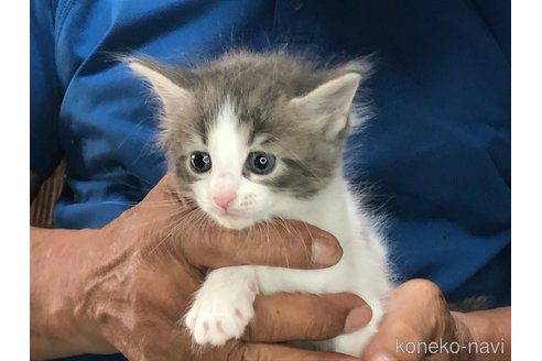 成約済の三重県のメインクーン-85925の6枚目