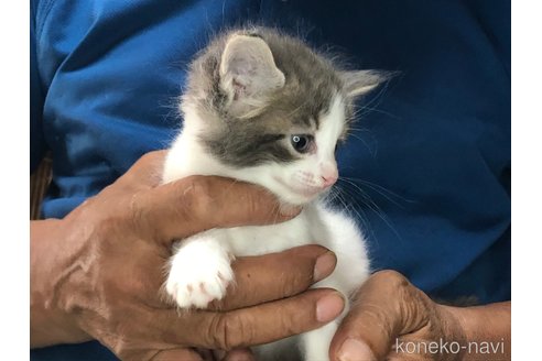 成約済の三重県のメインクーン-85925の2枚目