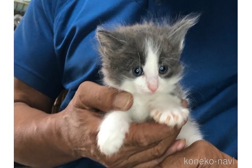 成約済の三重県のメインクーン-85926の5枚目