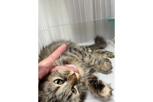 メティスちゃん1枚目