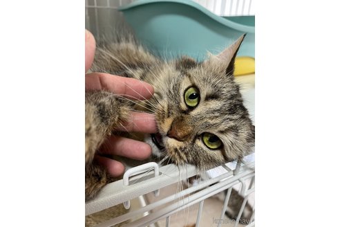 メティスちゃん1枚目
