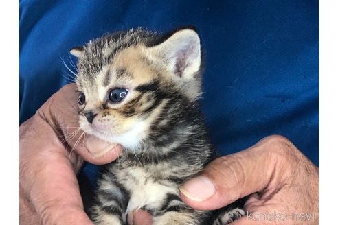成約済の三重県のアメリカンショートヘア-85927の5枚目