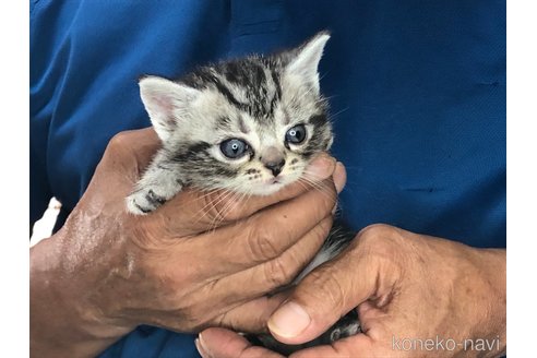 成約済の三重県のアメリカンショートヘア-85932の10枚目