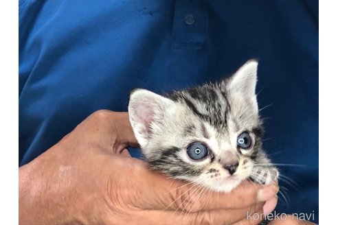 成約済の三重県のアメリカンショートヘア-85932の2枚目