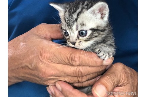 成約済の三重県のアメリカンショートヘア-85932の3枚目