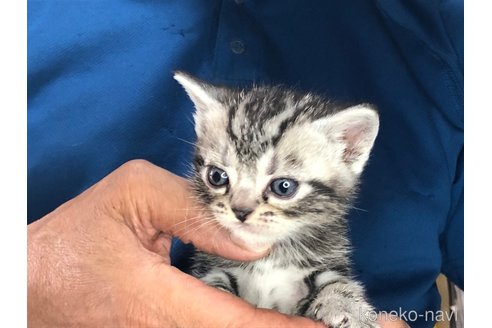 成約済の三重県のアメリカンショートヘア-85932の4枚目