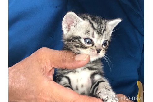 成約済の三重県のアメリカンショートヘア-85932の5枚目