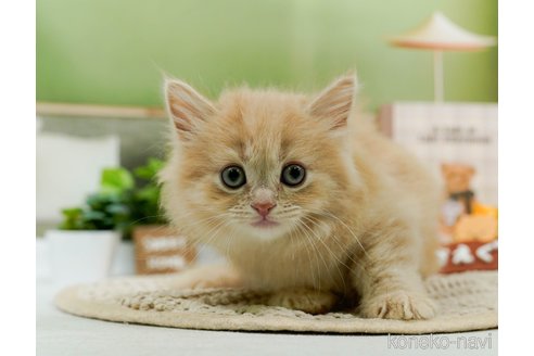 成約済の神奈川県のマンチカン-85942の3枚目