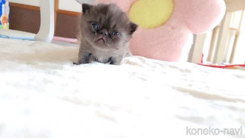 成約済の長野県のエキゾチックショートヘア-85968の2枚目