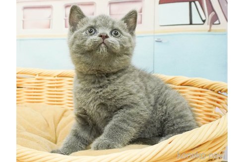 成約済の千葉県のブリティッシュショートヘア-85980の3枚目