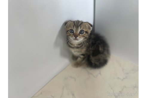 成約済の鹿児島県のスコティッシュフォールド(折れ耳)-85984の3枚目
