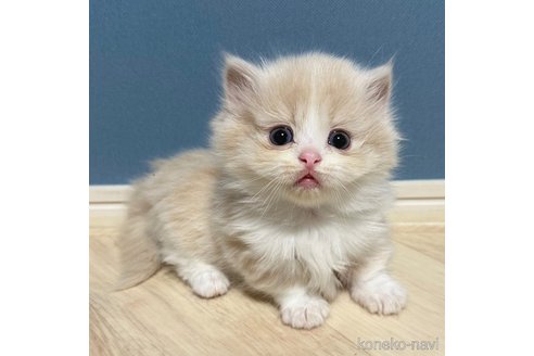 マンチカン 】足の短さわずか 4cm！！お顔も可愛い短足女子