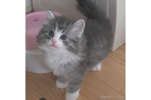 成約済の茨城県のノルウェージャンフォレストキャット-85990の2枚目