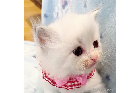 成約済の福島県のラグドール-85995の2枚目