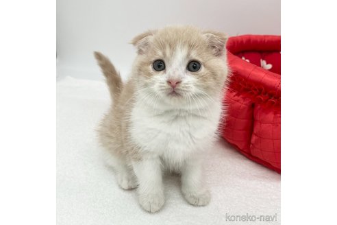 成約済の愛知県のスコティッシュフォールド(折れ耳)-86000の3枚目