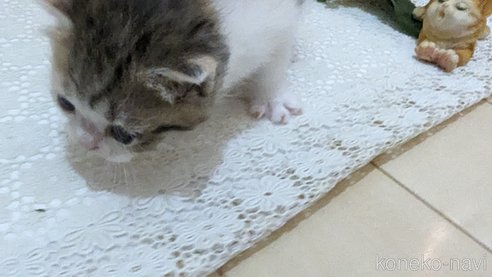 成約済の広島県のスコティッシュフォールド-85433の132枚目