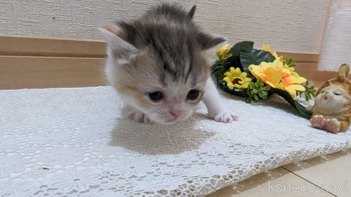 成約済の広島県のスコティッシュフォールド-85433の130枚目