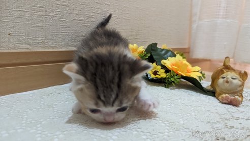 成約済の広島県のスコティッシュフォールド-85433の129枚目