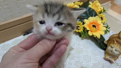 成約済の広島県のスコティッシュフォールド-85433の123枚目