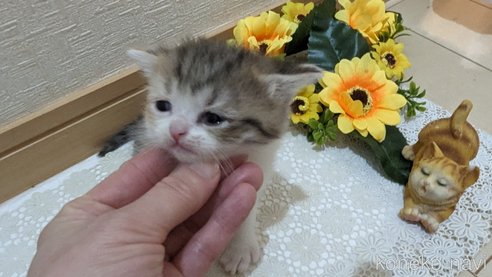 成約済の広島県のスコティッシュフォールド-85433の120枚目