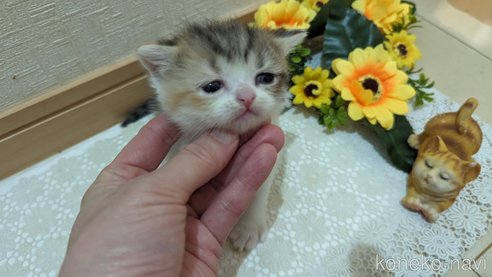 成約済の広島県のスコティッシュフォールド-85433の122枚目