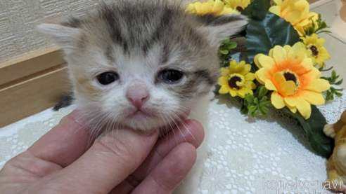 成約済の広島県のスコティッシュフォールド-85433の118枚目