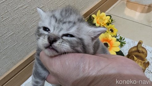 成約済の広島県のスコティッシュフォールド-85435の138枚目