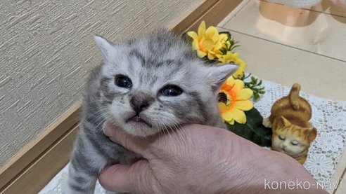 成約済の広島県のスコティッシュフォールド-85435の135枚目