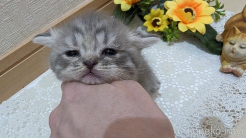 成約済の広島県のスコティッシュフォールド-85435の136枚目