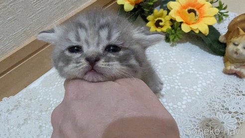 成約済の広島県のスコティッシュフォールド-85435の137枚目