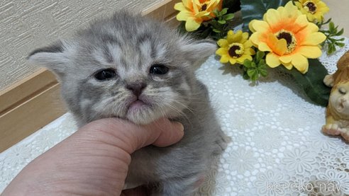 成約済の広島県のスコティッシュフォールド-85435の133枚目